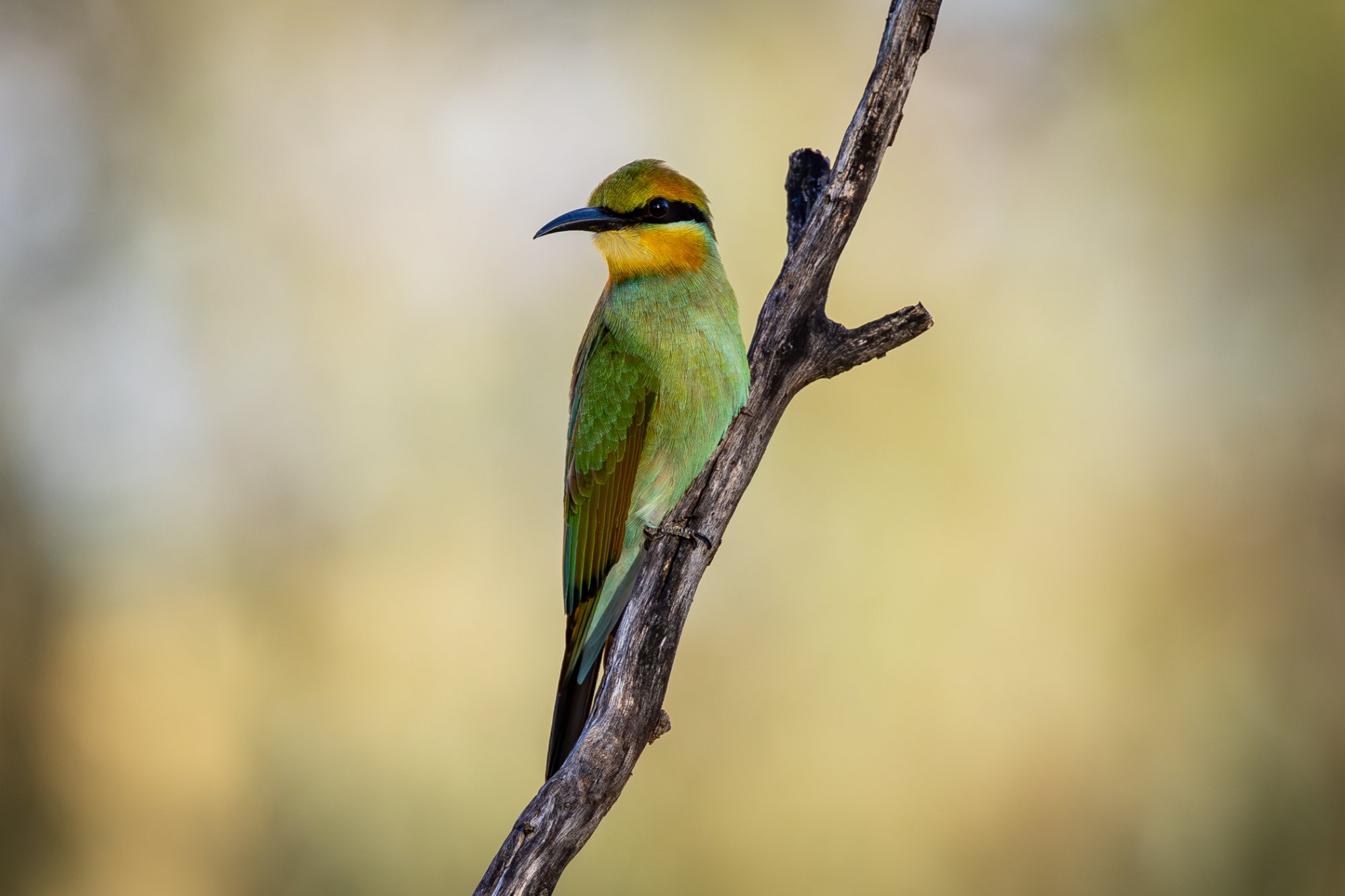 Rainbow Bee-eater, Tambo Country, Queensland