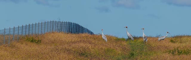 Brolgas, Tambo Country, Queensland
