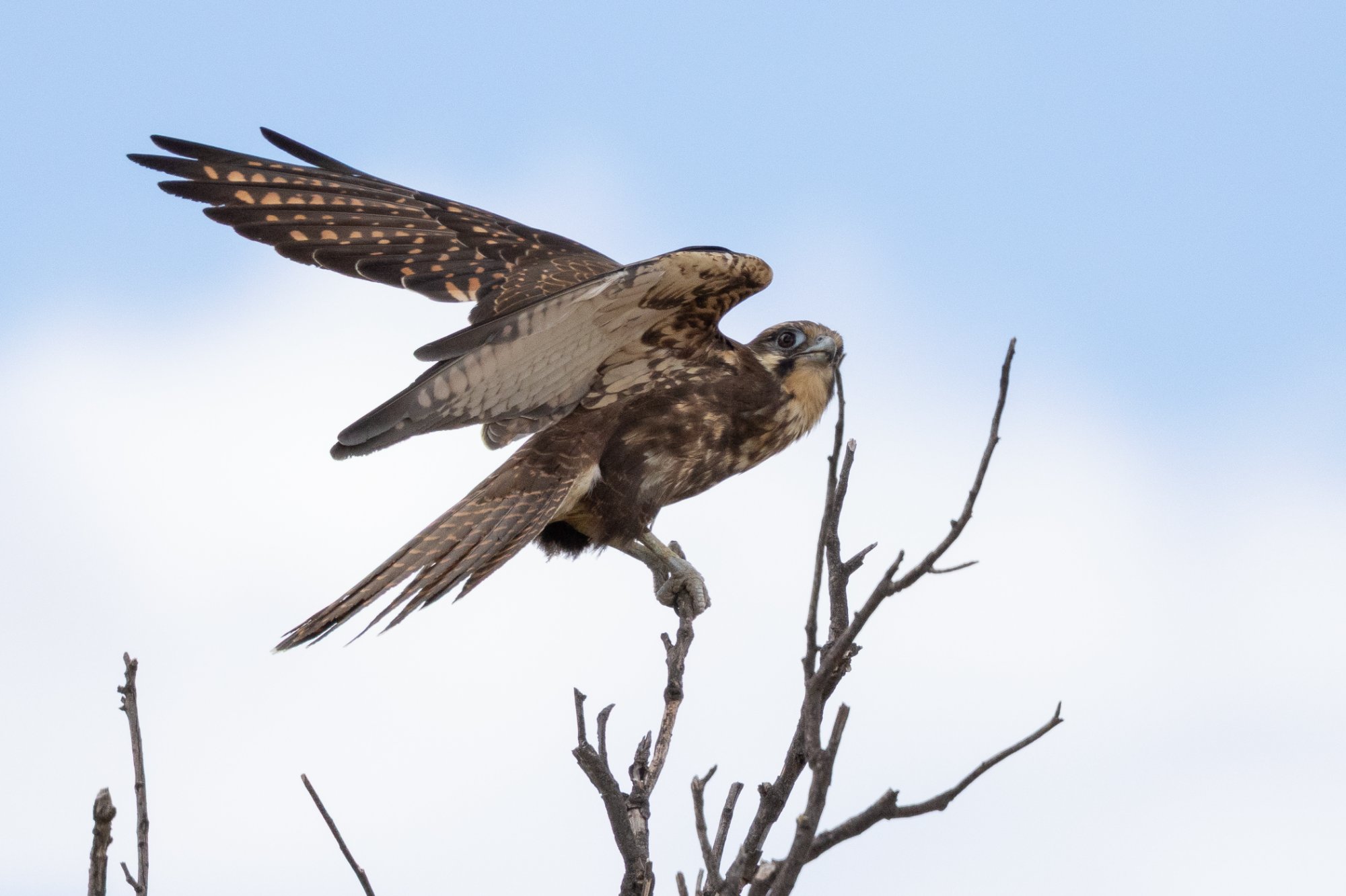 Brown Falcon launching, Tambo Country, Queensland