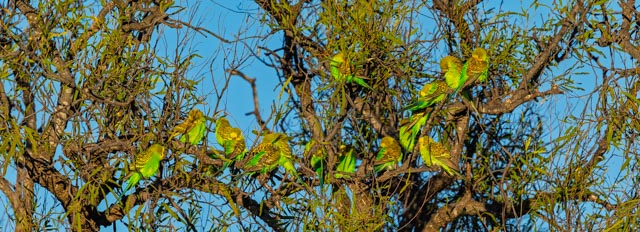 Budgerigar flock, Tambo Country, Queensland
