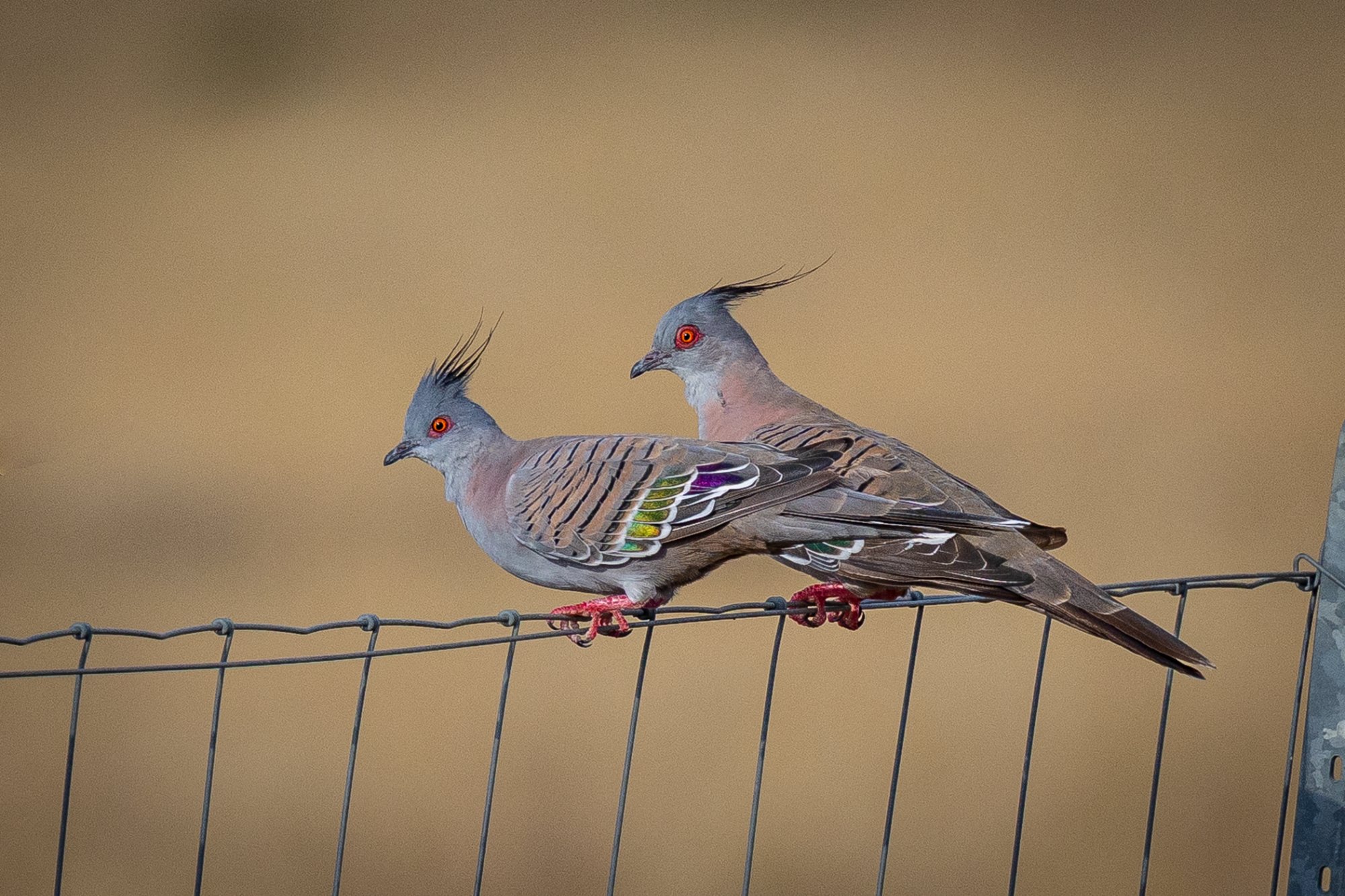 Crested Pigeons, Tambo Country, Queensland