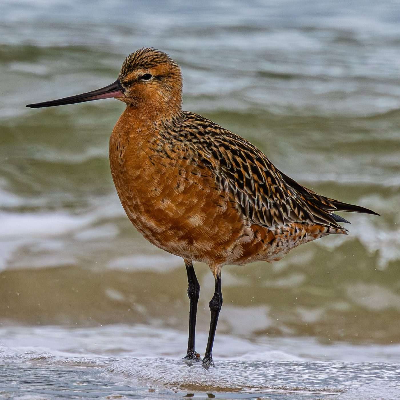 Bar-tailed Godwit at the waterline