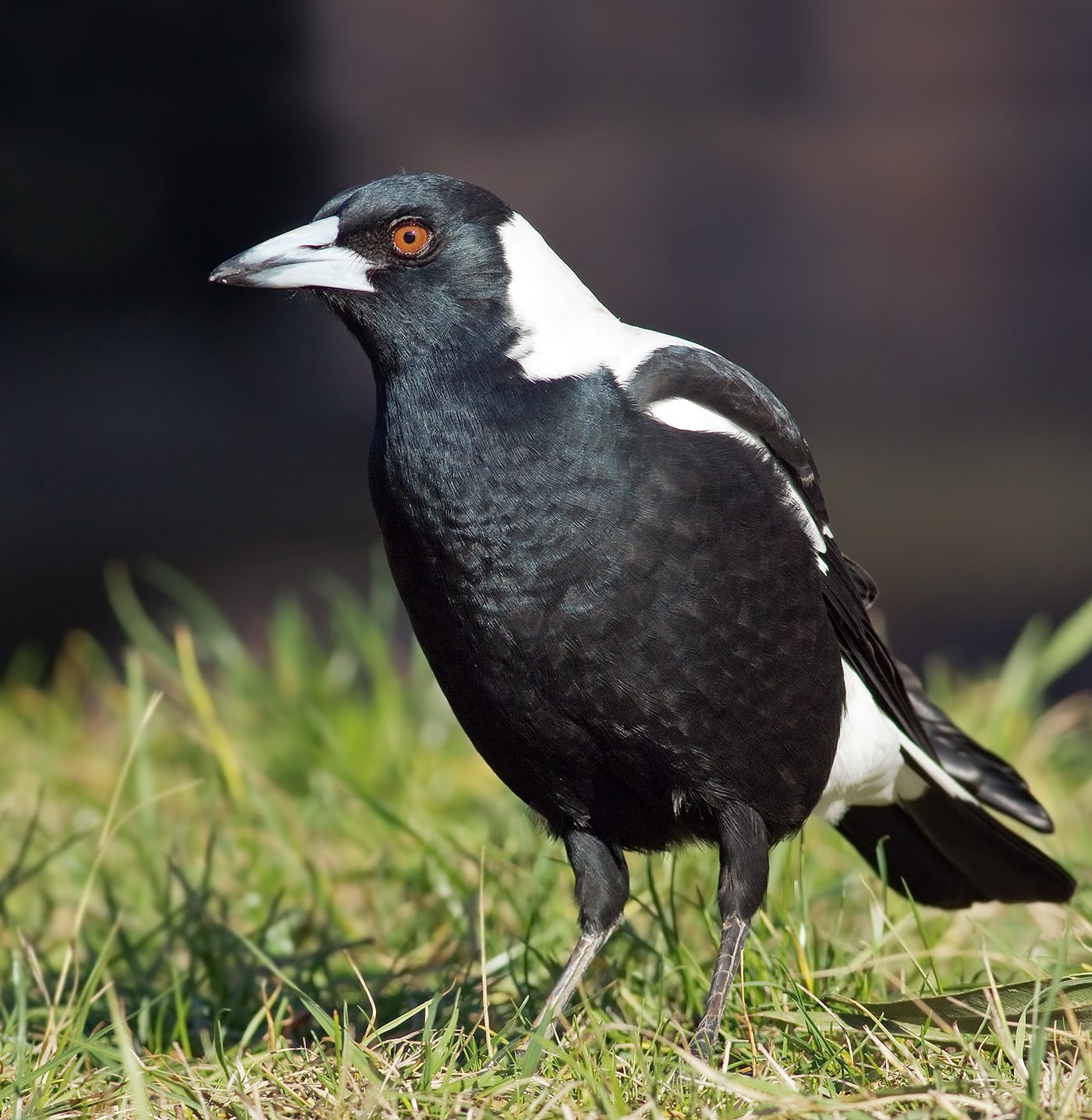 Maggie the Australian Magpie