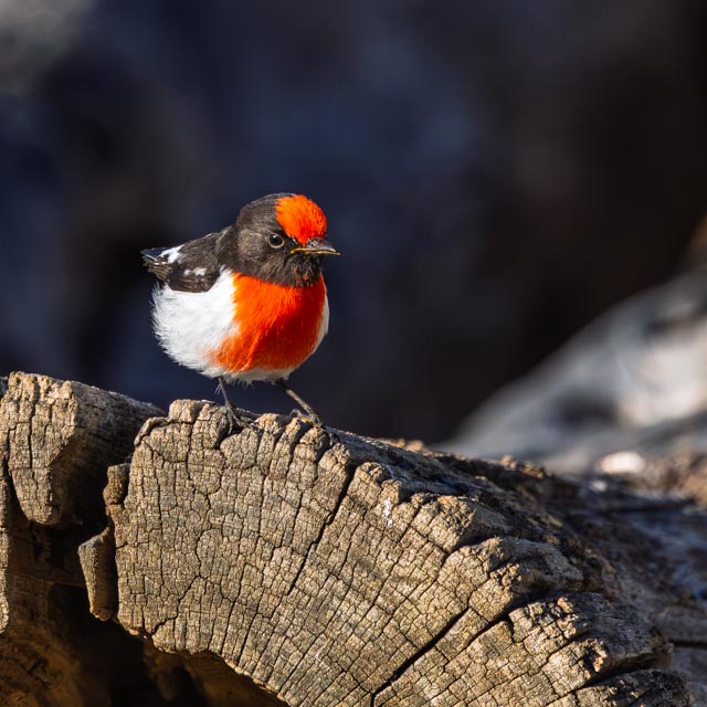 Karrick — Red-capped Robin male, Tambo Country