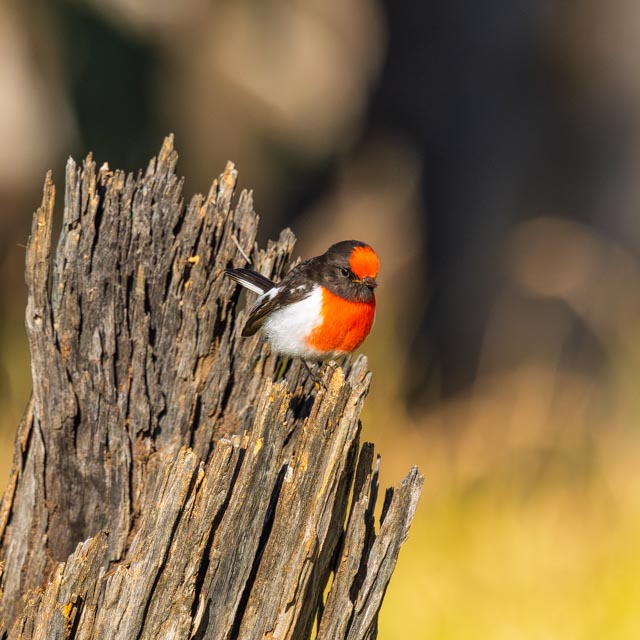 Red-capped Robin — Karrick's country, Tambo Queensland