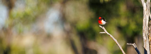 Red-capped Robin, Tambo Country, Queensland