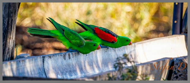 Red-winged Parrots, Tambo Country, Queensland