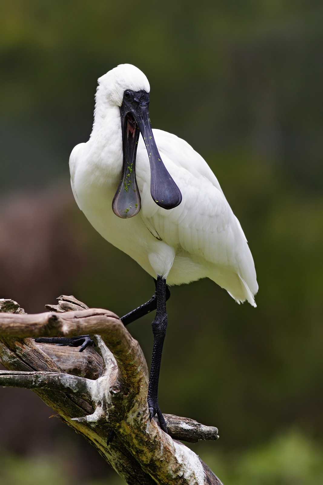 Murray the Royal Spoonbill