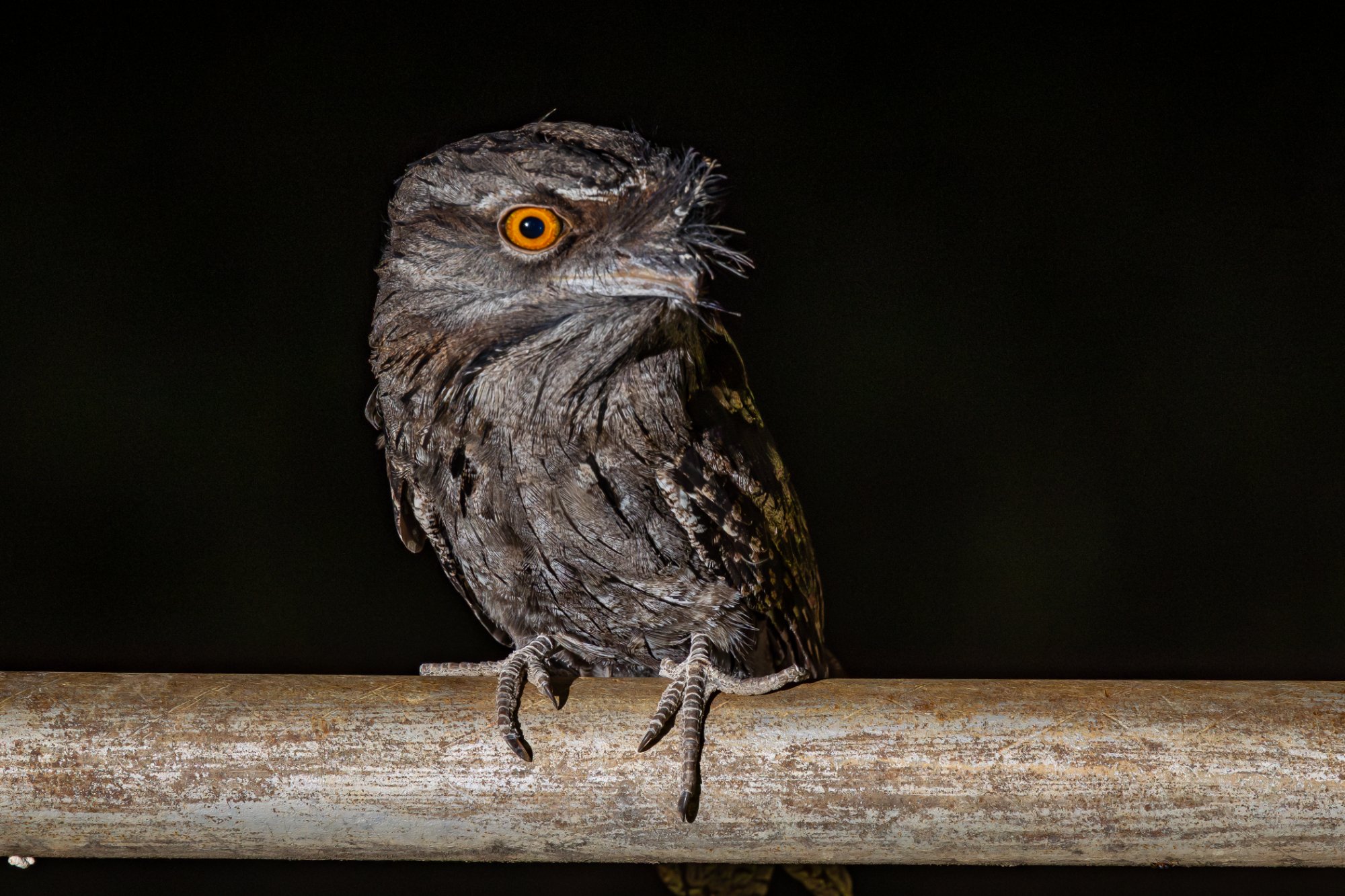 Tawny Frogmouth, Tambo Country, Queensland