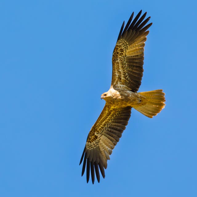 Whistling Kite soaring, Tambo Country, Queensland